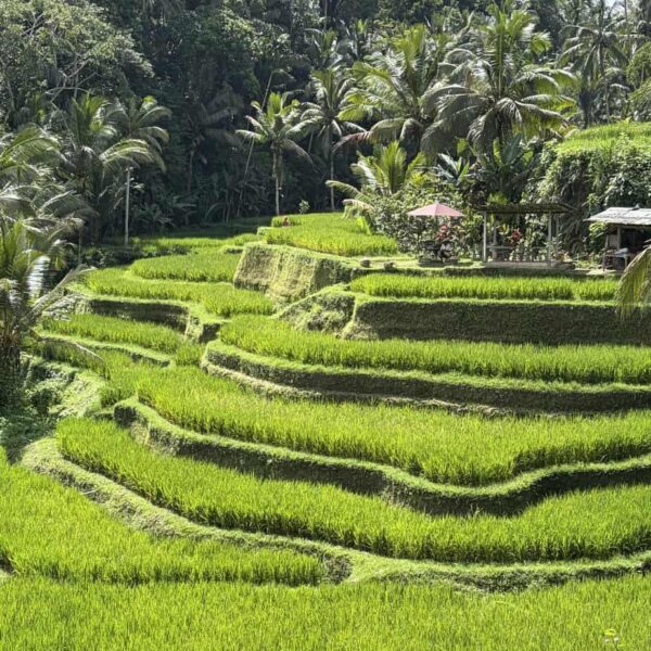 rizières Bali