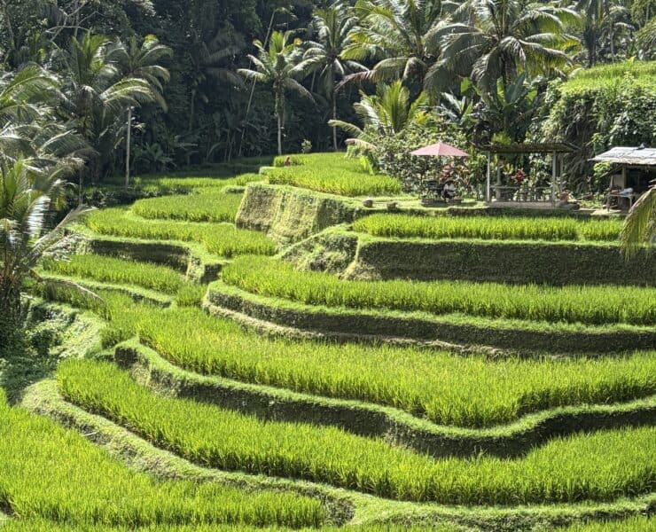 rizières Bali