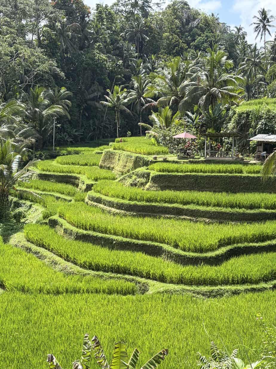 rizières Bali
